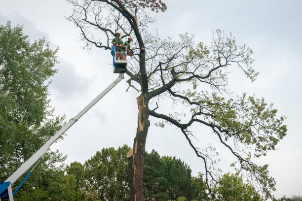 How Our Tree Care Process Works  in  Elwood, UT